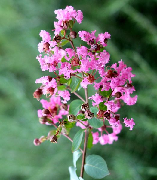 Lagerstroemia Indica Rubra Repens